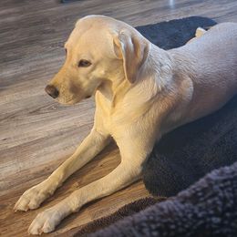 Summer - Labrador Retriever