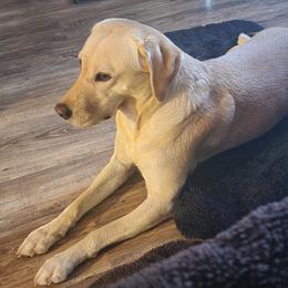 Summer - Labrador Retriever
