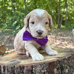 Curious George - Red  male Goldendoodle puppy in Camden, North Carolina from Oopsie Doodles of NC