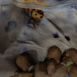 Goldendoodles from Redteddy Pups