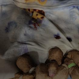 Goldendoodles from Redteddy Pups