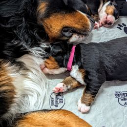 Bernedoodle and Bernese Mountain Dog Puppies from Rafter 58 Bernese Mountains and Bernedoodles