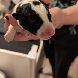 Will Turner - Black and white male Border Collie puppy in Linton, Indiana from Kraken Border Collies