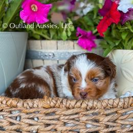 Cream Soda - Red merle female Miniature Australian Shepherd puppy in Oklahoma City, Oklahoma from Outland Toy & Mini Aussies