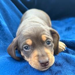 Huey - Chocolate and tan male Dachshund puppy in Memphis, Tennessee from River City Doxies