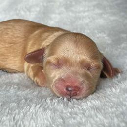 Champagne - Red female Dachshund puppy in Harrison, Arkansas from Dachshunds on the Hill