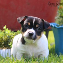 Boy 1 - Black and white Teddy Roosevelt Terrier puppy in Robards, Kentucky from Dream Tree Kennel