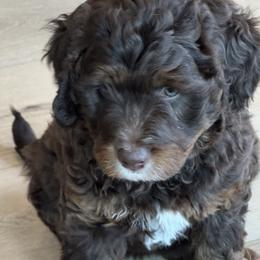 Lindsey Vonn - female Australian Mountain Doodle puppy in Greenville, Ohio from Woodbriar Wags