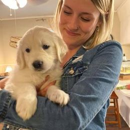 Golden Retriever Puppies from Golden Dust Retrievers