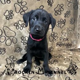 3rd Pick Female - Black female Labrador Retriever puppy in George West, Texas from Rockin M Kennel