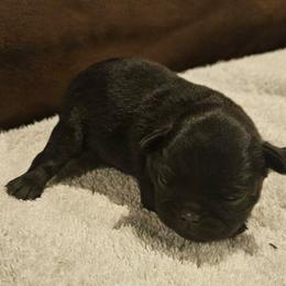 Boy 1 - Black and tan male Brussels Griffon puppy in Huntsville, Alabama from Tammy's Brussels