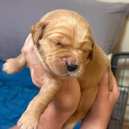 Sky blue collar - Light golden male Golden Retriever puppy in Indianapolis, Indiana from ZuGolden Retrievers & Doodles