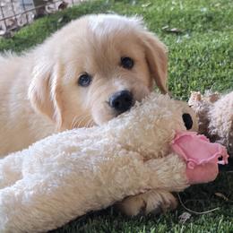 Girl 4 - female Golden Retriever puppy in Sparta, Tennessee from Poso Creek Corgis