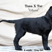 Flat-Coated Retriever Puppies from DesertFire Flat-Coated Retrievers