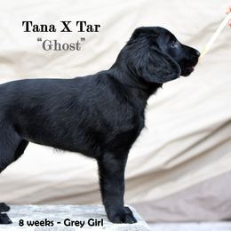 Flat-Coated Retriever Puppies from DesertFire Flat-Coated Retrievers