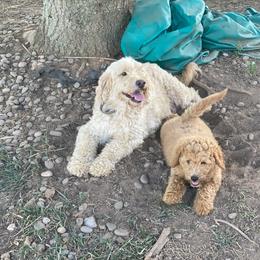 Assorted Doodle Crosses Puppies from Southern Star Goldendoodles