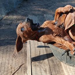 Redbone Coonhound Puppies from Harmons Hounds