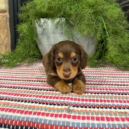 Jax - Chocolate and tan male Dachshund puppy in Stilwell, Oklahoma from B & K Dachshunds