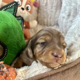 John - Dapple male Dachshund puppy in Tahlequah, Oklahoma from Love Some Dogs Dachshunds & Cavalier King Charles Spaniels,Cavapoos
