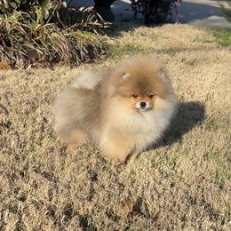 Teddy - Orange sable male Pomeranian puppy in Hot Springs, Arkansas from Pomeranian Empire