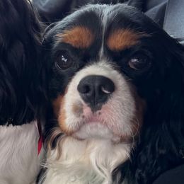 Gizmo - Cavalier King Charles Spaniel