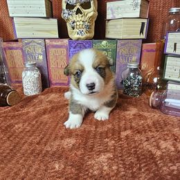 Seven - docked tail - Red male Pembroke Welsh Corgi puppy in Deming, New Mexico from Dragon Ridge Corgis