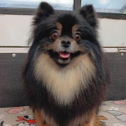 JezzaBelle - Pomeranian