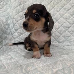 Boy 2 - Dapple male Dachshund puppy in Galax, Virginia from Dells  Dachshund’s