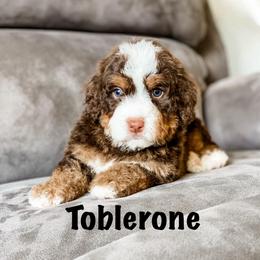 Toblerone - Brown and white male Bernedoodle puppy in Hudson, Indiana from TurkeyCreek-K9