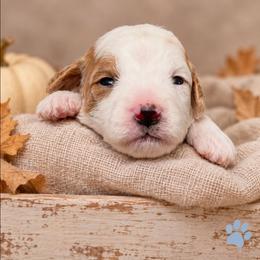 Ember - Parti female Goldendoodle puppy in Hendersonville, Tennessee from Ben's Best Buddy Goldendoodles