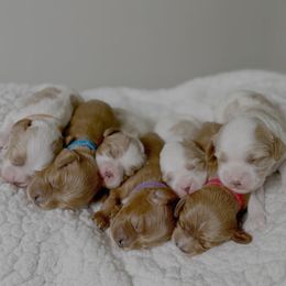 Cavapoo puppies from Heritage Home Cavapoos