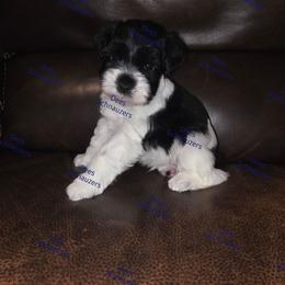 Brewer - Parti male Miniature Schnauzer puppy in Crestview, Florida from Dees Schnauzers
