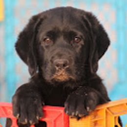 Labrador Retriever Puppies from Penny Lane Labradors