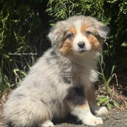 Return - blue Merle female 2 - Blue merle female Australian Shepherd puppy in Chehalis, Washington from Wandering Acres Ranch