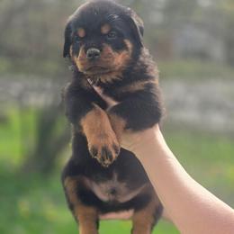 Dex Vom Jager Haus - Black and mahogany male Rottweiler puppy in Reynoldsburg, Ohio from Vom Jager Haus Rottweilers