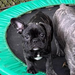 French Bulldog Puppies from Camarra King