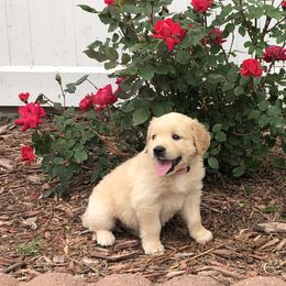 Stevie (Pink) - Golden female Golden Retriever puppy in Webster City, Iowa from Whispering Pines Precious Puppies