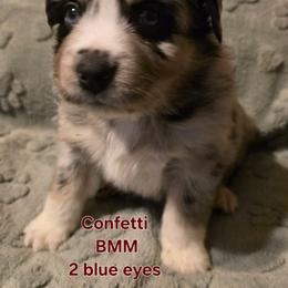 Confetti - Blue merle male Miniature Australian Shepherd puppy in East Berlin, Pennsylvania from Stoney Point Frenchies & Mountain Top Shepherds