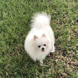 Zues - Pomeranian