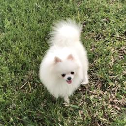 Zues - Pomeranian