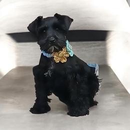Brianna - Black female Miniature Schnauzer puppy in San Bernardino, California from Rose Lane Schnauzers