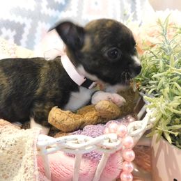 Chihuahua Puppies from Fine Whines & Lickers