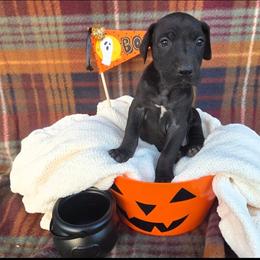 Velvet - Black female Great Dane puppy in Arpin, Wisconsin from Arpin Great Danes