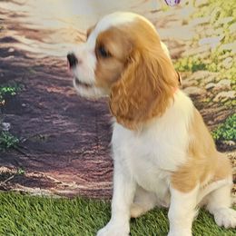 Cavalier King Charles Spaniels from Roger Jones
