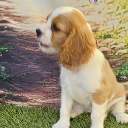 Cavalier King Charles Spaniels from Roger Jones