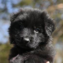 Iliza - Black female German Shepherd puppy in Nacogdoches, Texas from Vom Hausgladfel