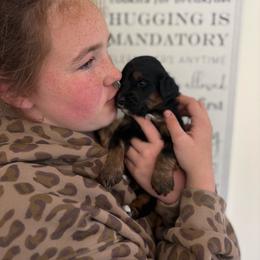 Lacey - Tri-color female Bernedoodle puppy in Carlotta, California from Lost Coast Bernese Mountain Dogs