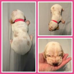 Pink collar female - Red and white female Basset Hound puppy in Columbia, South Carolina from Pawmetto Hounds