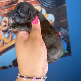 CKC Maeven - Brindle female Shih Tzu puppy in Roseville, Michigan from Diamond Paws LLC