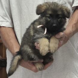 Girl 1 Pink - Sable female German Shepherd puppy in Lake George, Colorado from High Country German Shepherds